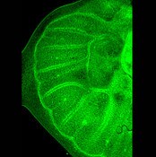 IF of a Drosophila 5th instar larval hindwing stained with DSHB antibody 10F1 against EcR (green). Image credit: Antónia Monteiro, PMID: 26405828, Fig. 4C